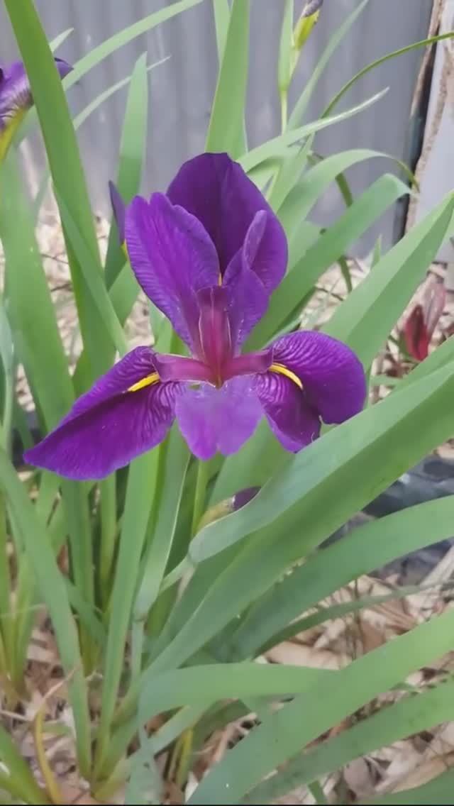 ирис луизианский (Louisiana Iris) var.2