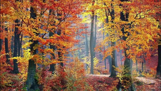 Очарование бархатного лета - (Премьера песни 2025, премьера песни 2025).