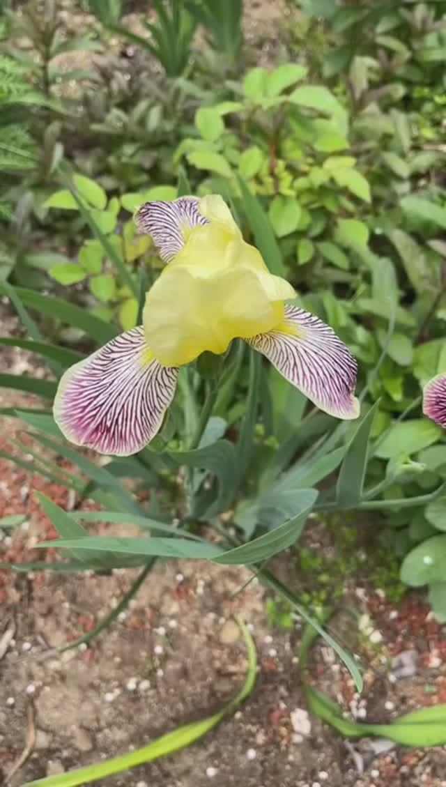 ирис германский (Iris germanica 'Gracchus')