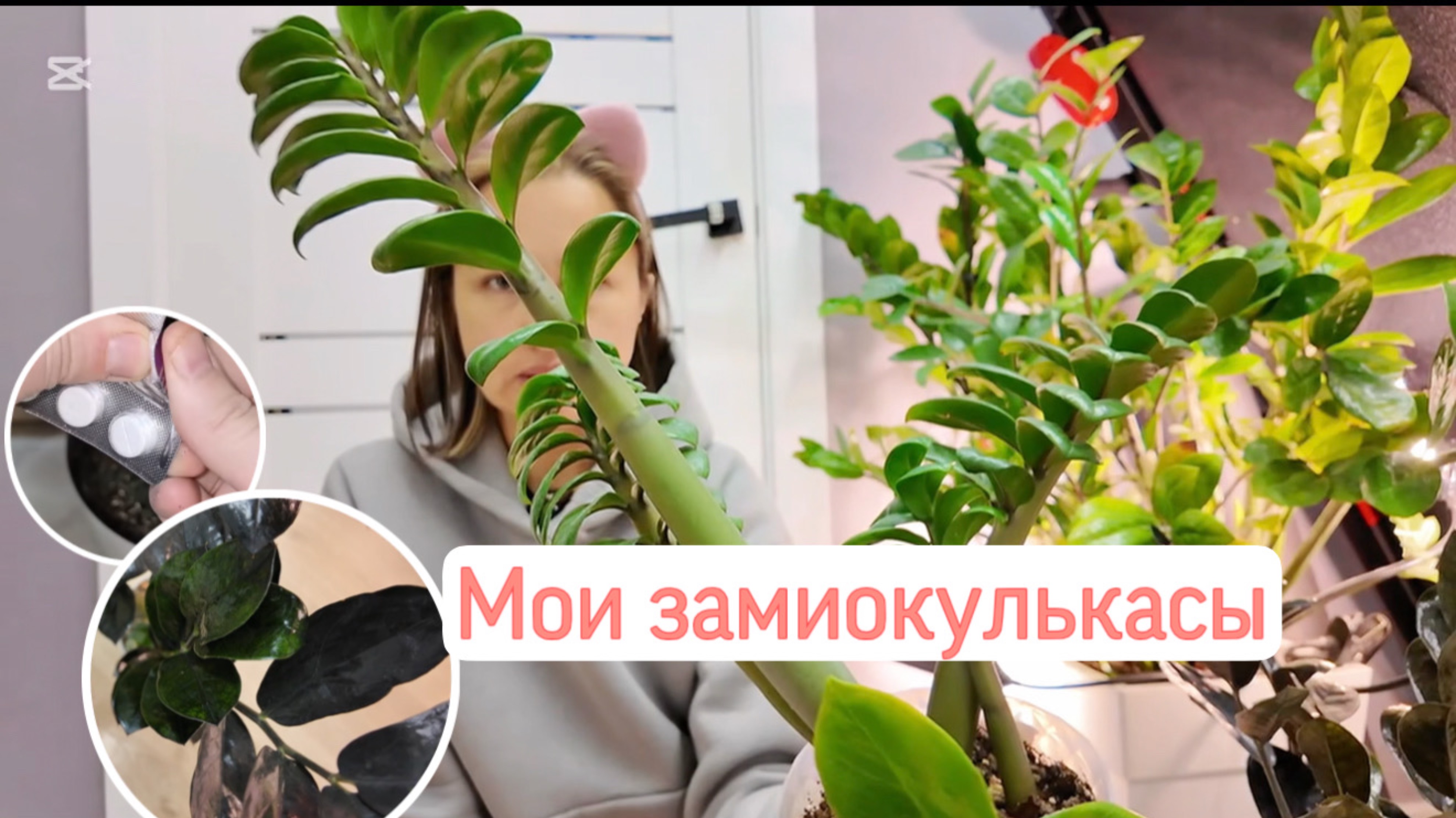 Рейвен, зензи и замифолия. Мои замиокулькасы. Рецепт коктейля для роста, посадка на фитиль