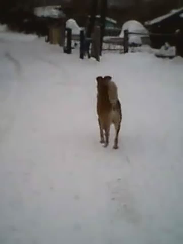 Собаки с улицы Большевиков в городе Тюмени (2022 г.) / братья наши меньшие / домашние животные