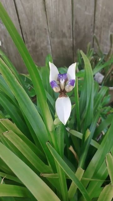 ирис луизианский (Louisiana Iris) var.5