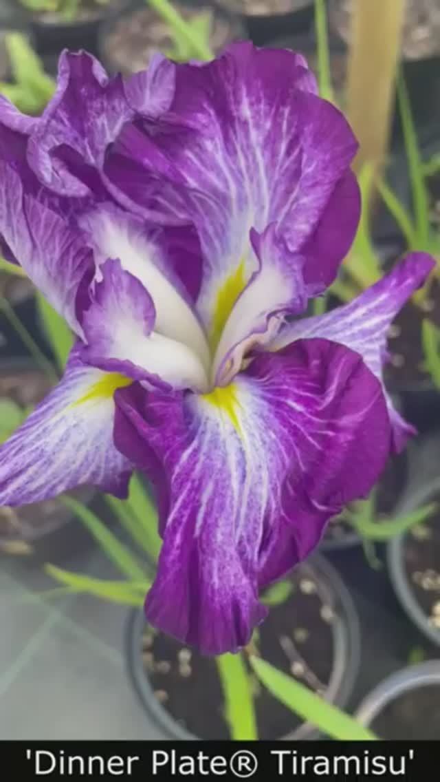 Разные сорта ирисов (Different varieties of irises) (Iiriste erinevad sordid)
