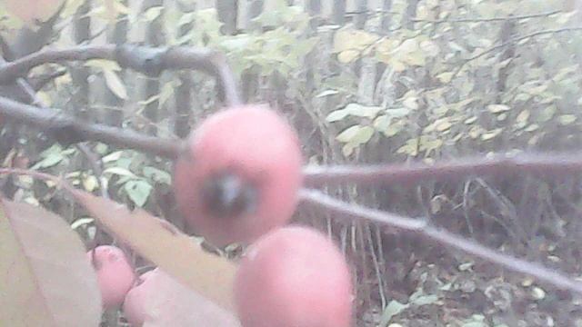 Обзор нашей китайки в конце октября 2025