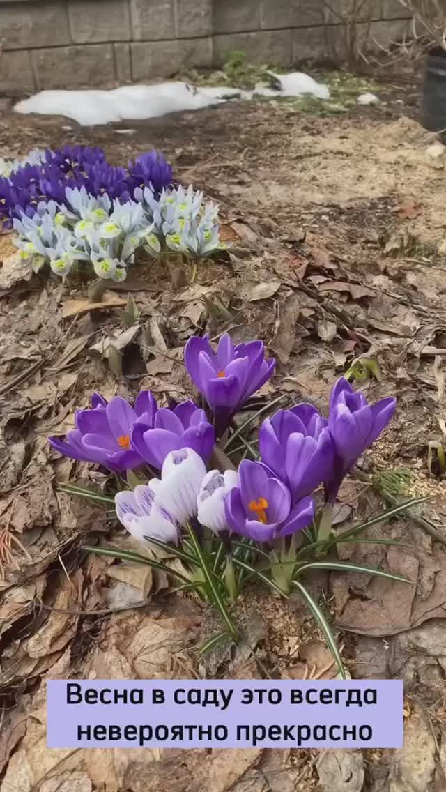 Иридодиктиумы (2)