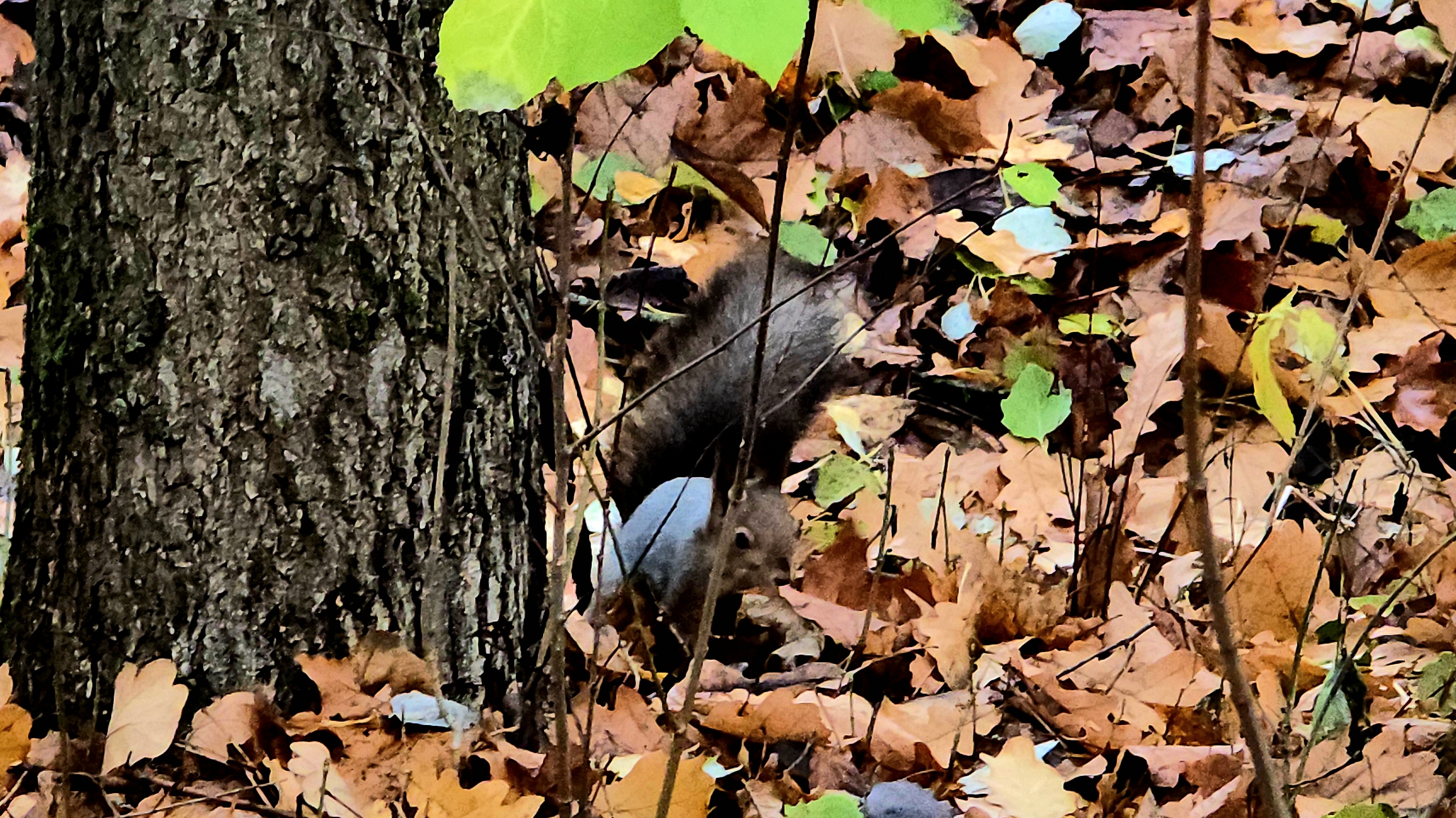 Деревенская белка