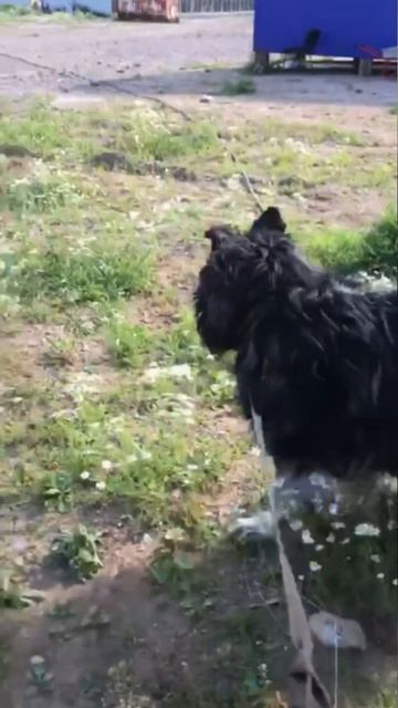 Грей — не просто пес, а живой символ чести и долга