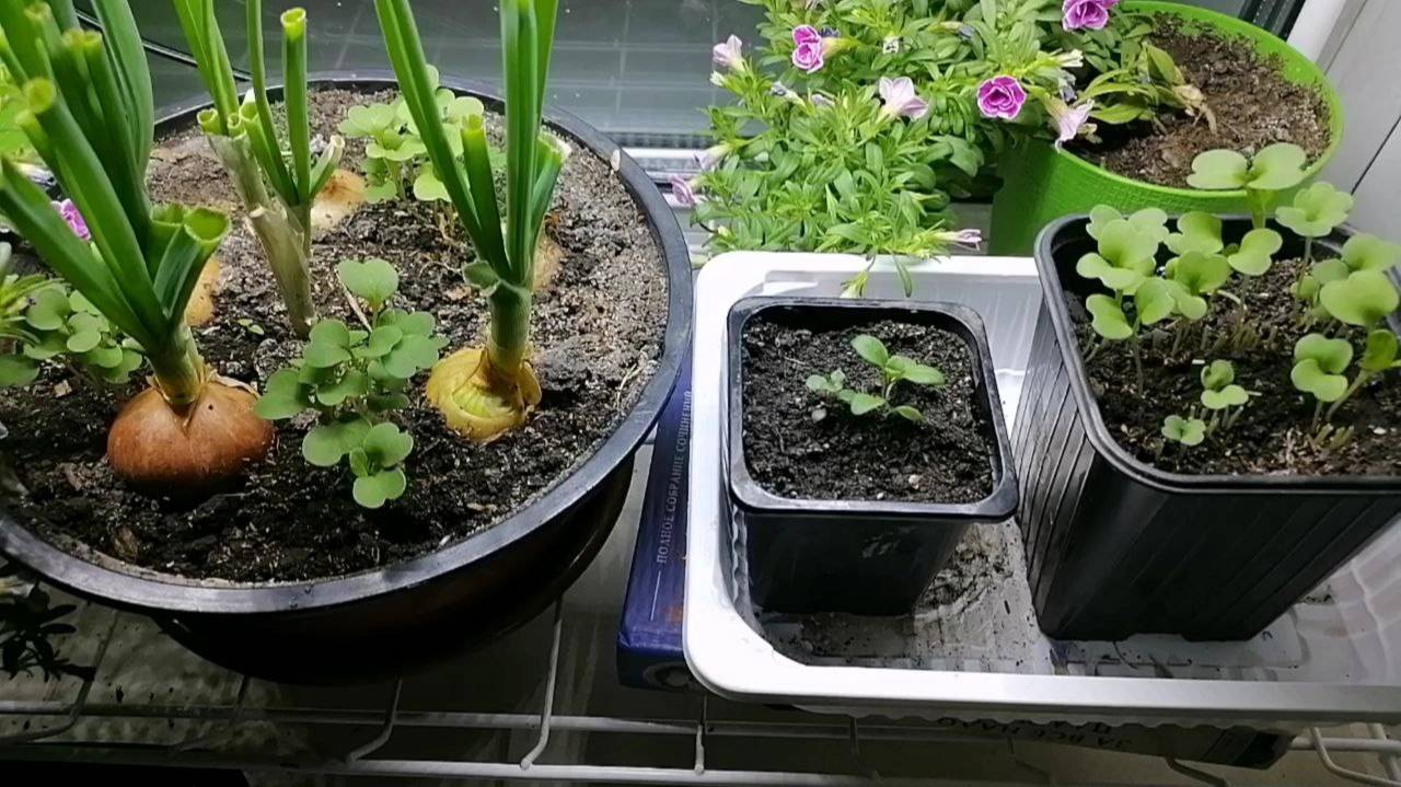 Что можно вырастить на подоконнике? Мой огород