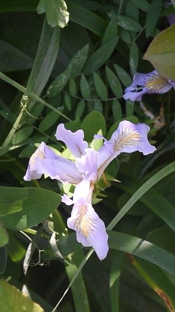 ирис калифорнийский (Iris douglasiana)