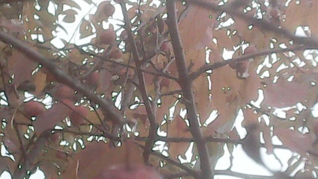 Обзор другой нашей китайки