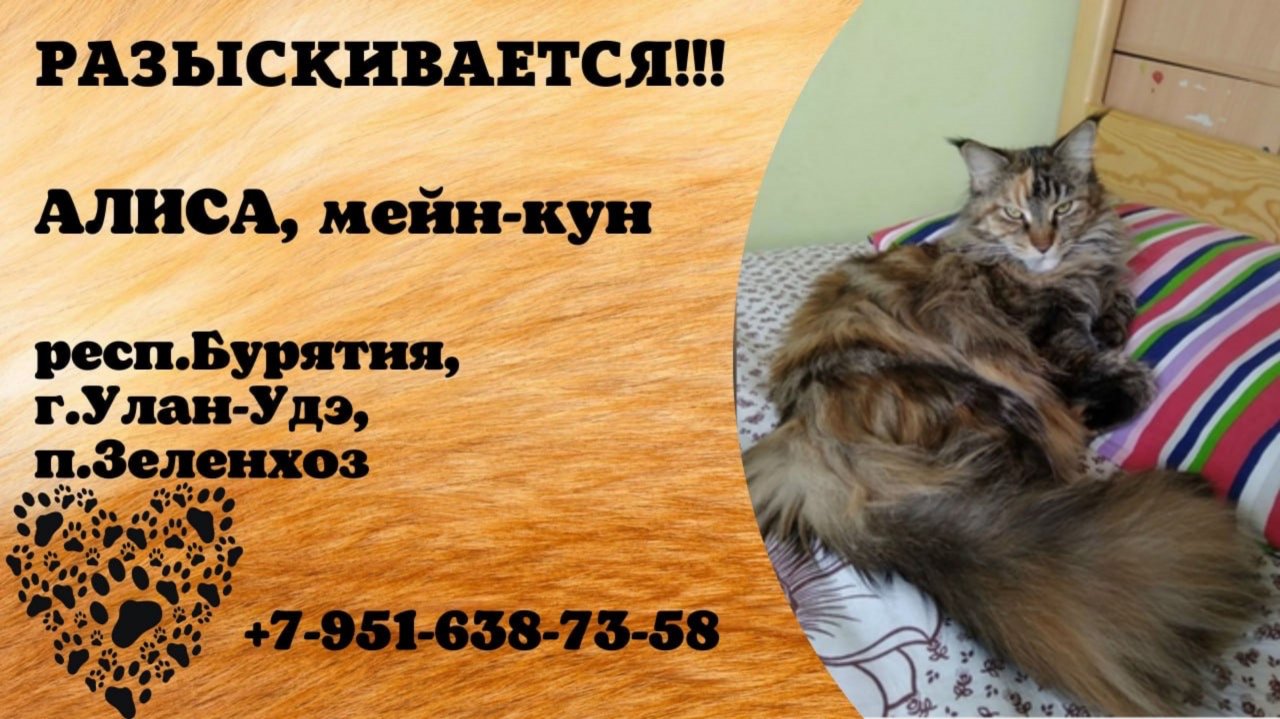 Пропала кошка! АЛИСА, мейн-кун. респ.Бурятия, г.Улан-Удэ.
