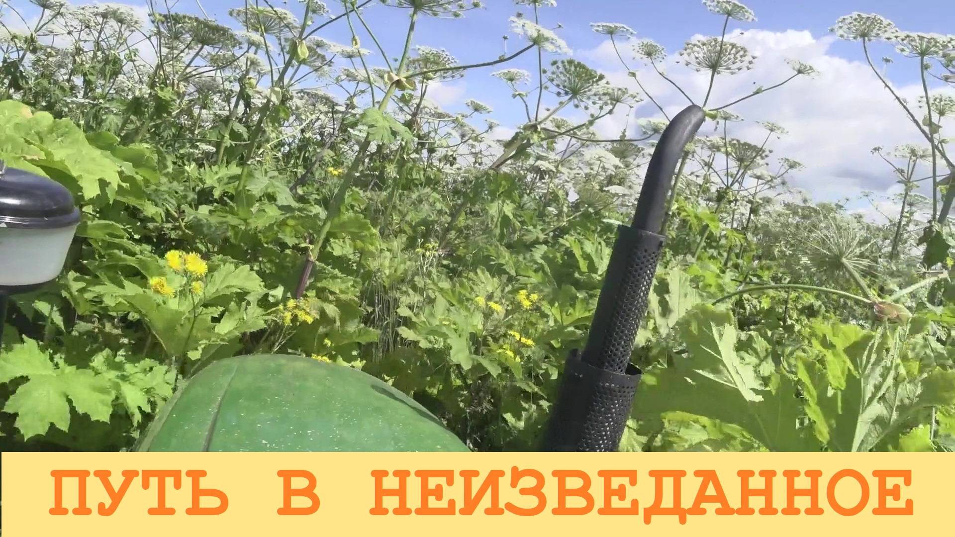 2025 Июль. Окунаюсь в море борщевика.