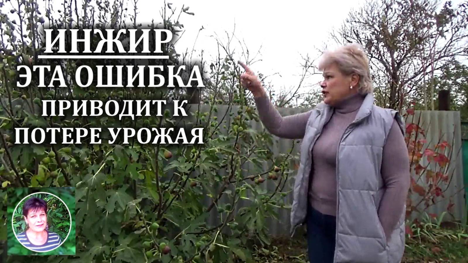 Выращивание инжира Эта ошибка гарантированно приведет к потере урожая инжира на 50%