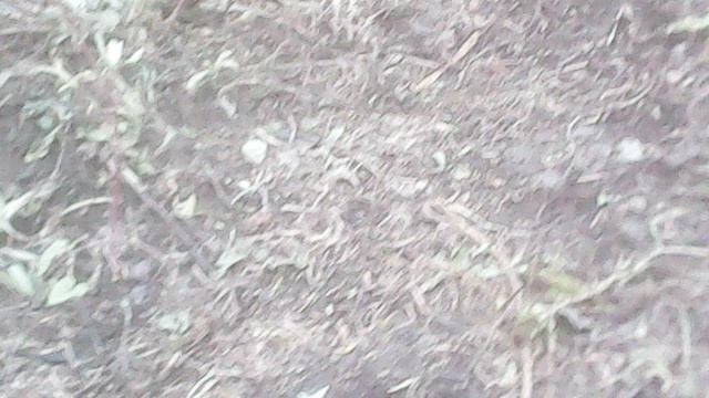 Обзор мест где летом росла тыква