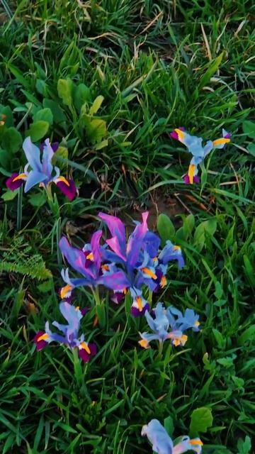 Иридодиктиум Калпаковского