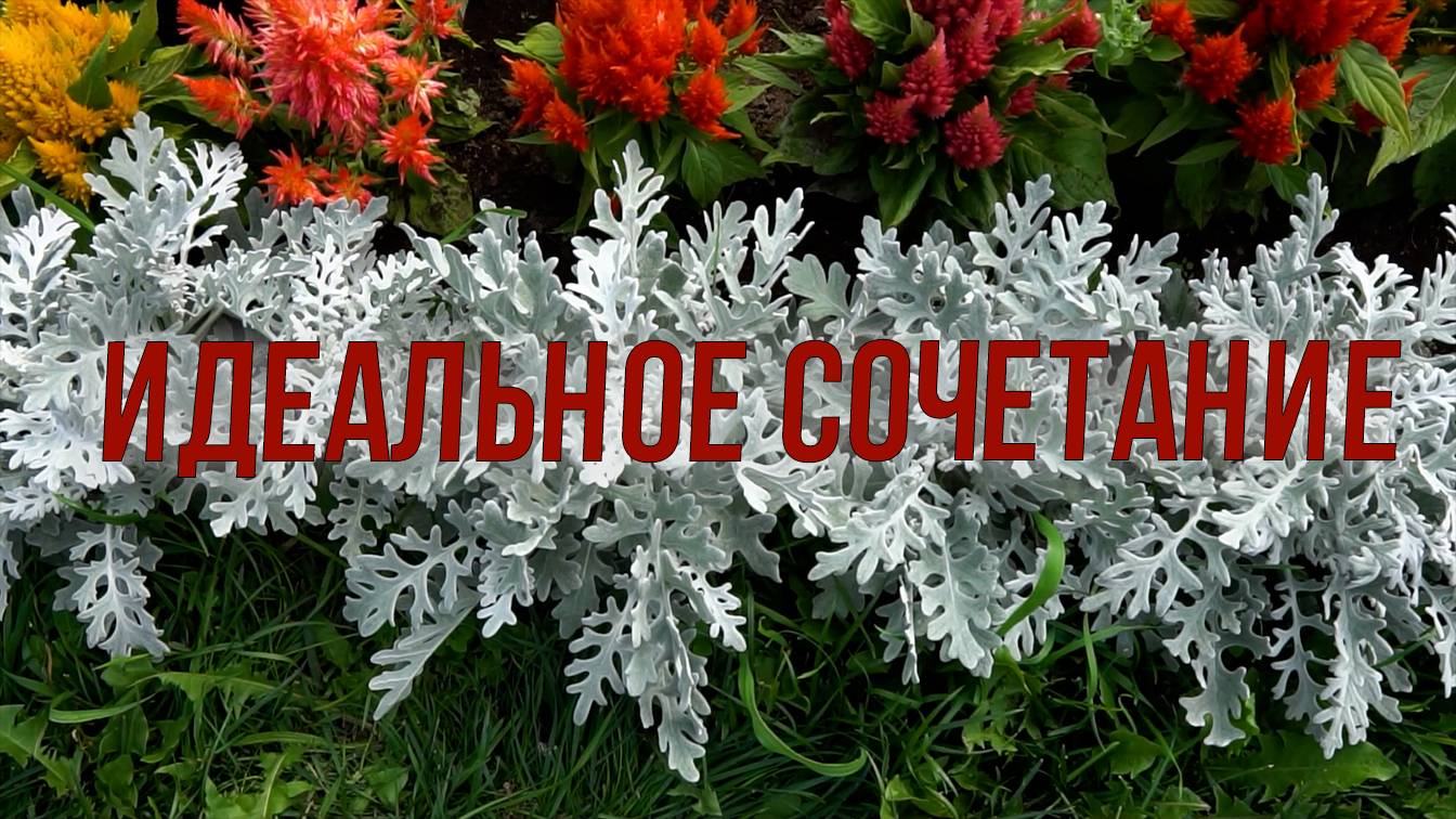 Цинерария. Декоративные цветники с цинерарией. Цветовые сочетания.