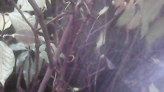 Влагозарядковый полив саженцев ЗКС в октябре 2025