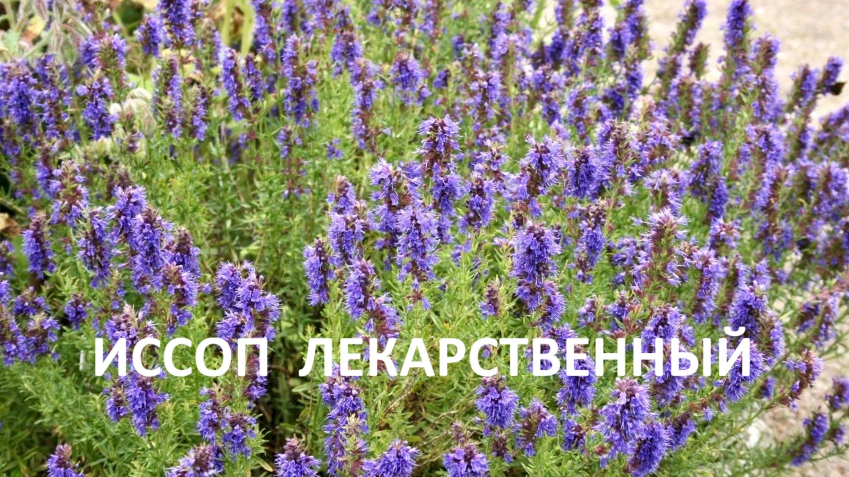 Лекарственные травы_10 лучших_ иссоп лекарственный-свойства, применение в медицине