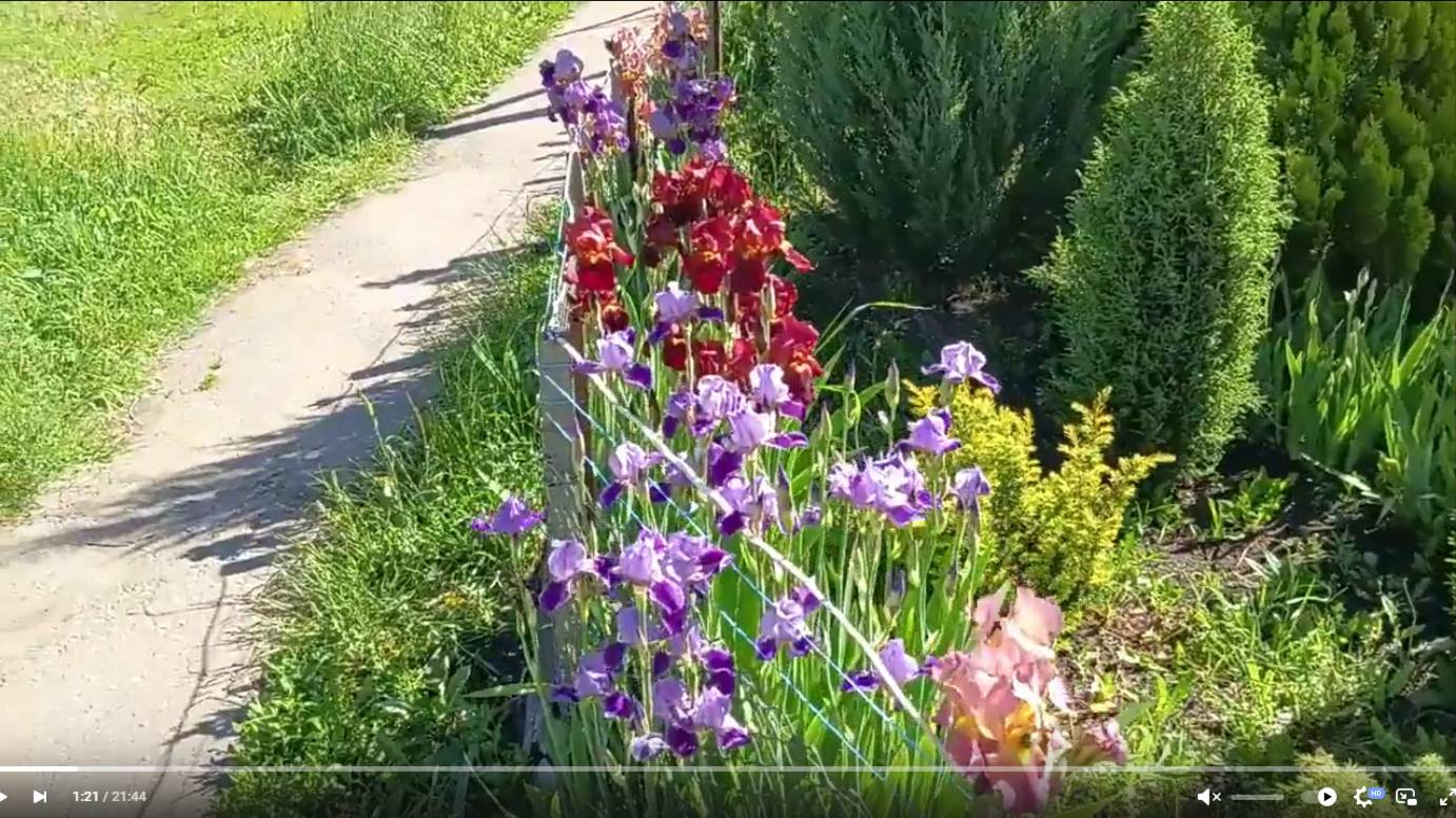 Поговорим о Ирисах - весенних цветах