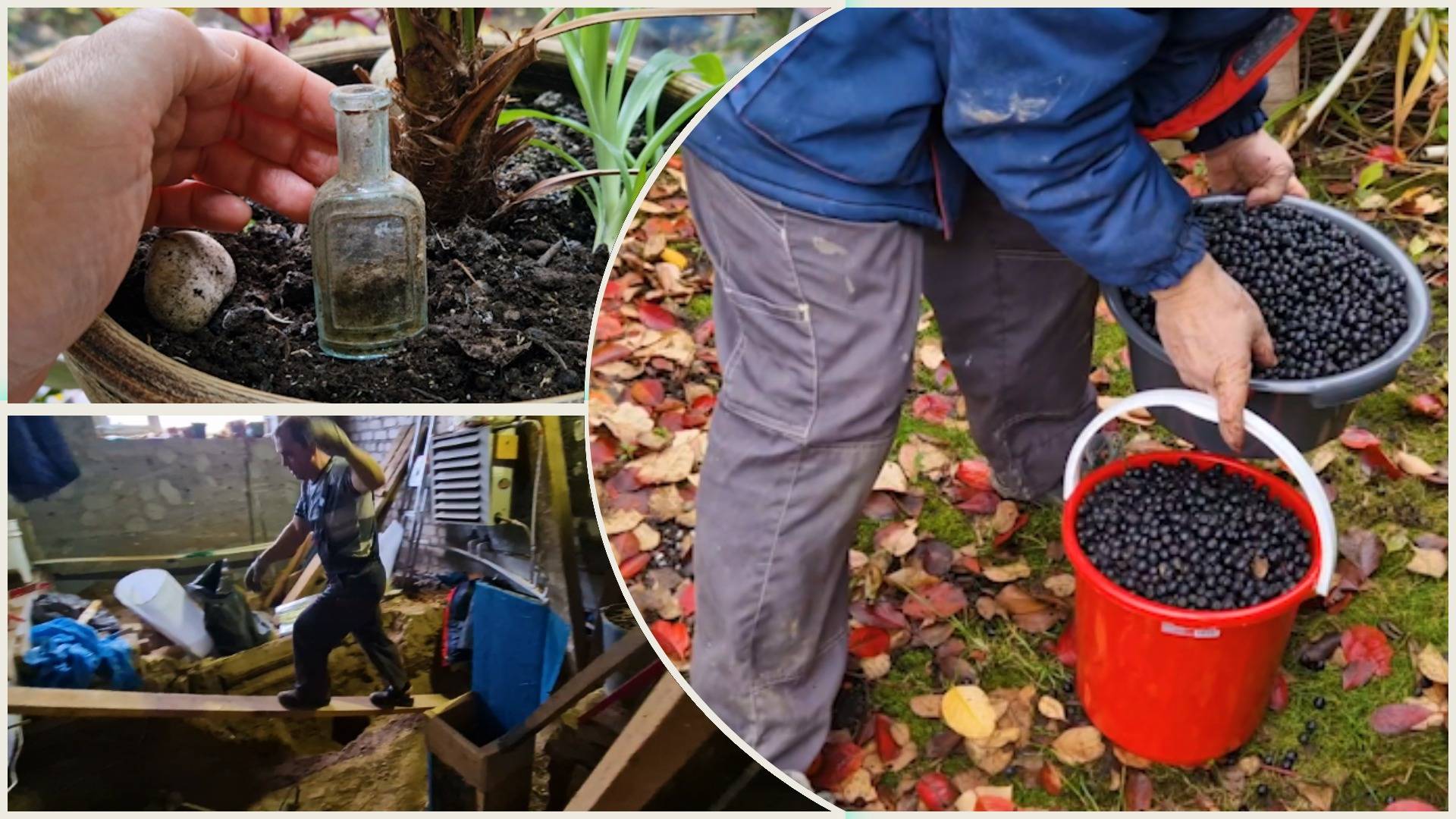 Находка из дубая. Лучше поить чтобы был большим и жирным! Собрали аронию