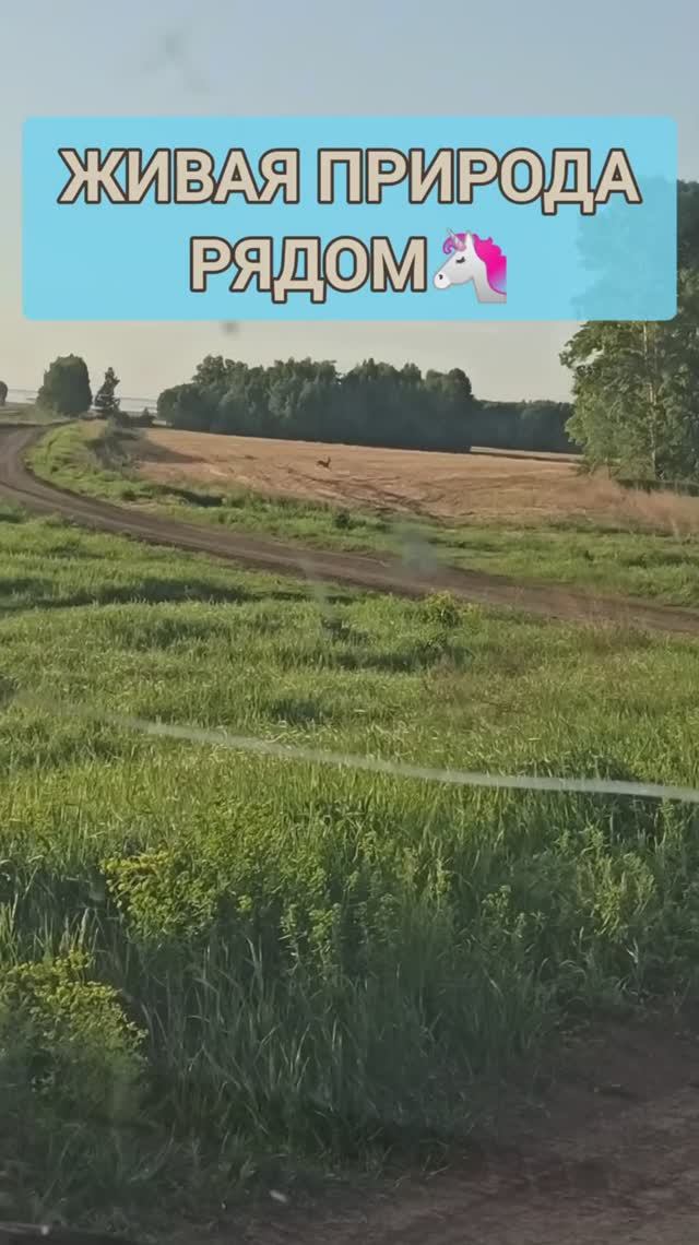 Это и есть свобода: живём среди природы, и дикая косуля — наш сосед🌾