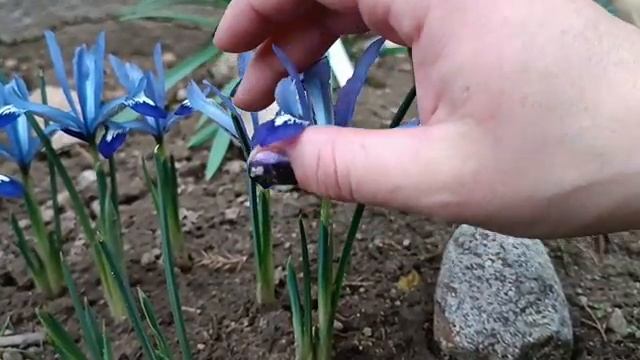 Ирисы сетчатые Иридодиктиумы. Описание сортов и уход. Часть 2