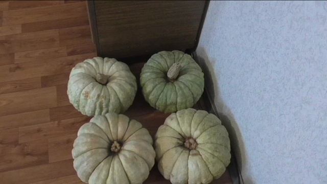 Тыква ЗИМНЯЯ СЛАДКАЯ