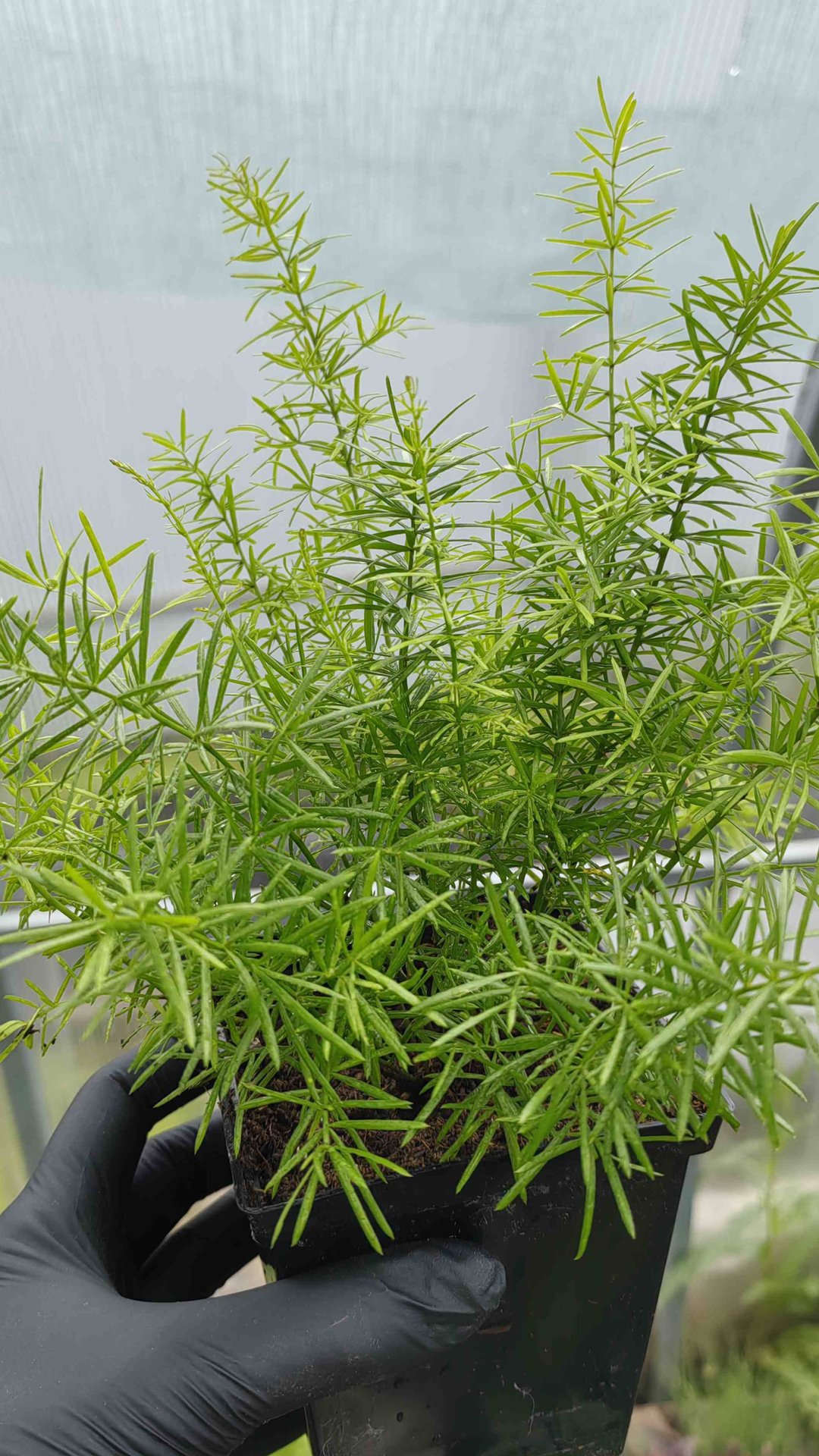 Аспарагус Шпренгера, саженец в горшке 0,5л