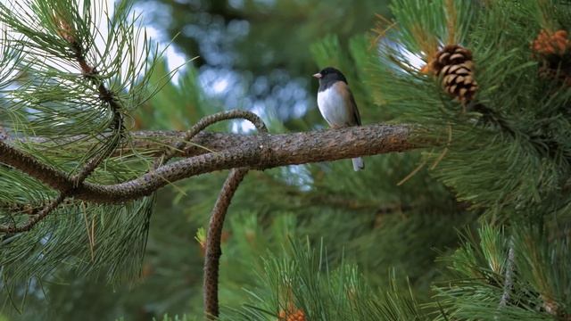 🌳🐦Пения птиц в лесу — Видео для релаксации на природе