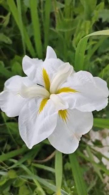 ирис японский (сорт неизвестен)