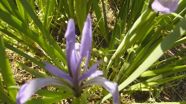 Ирис злаковидный