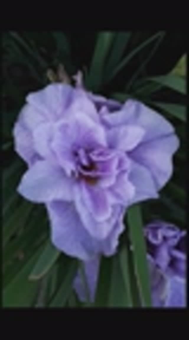 ирис сибирский 'Rigamarole' (Bob Bauer and John Coble, R. 2000)