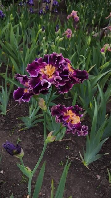 ирис шестифолый FIASCO (B.Blyth, 2018)