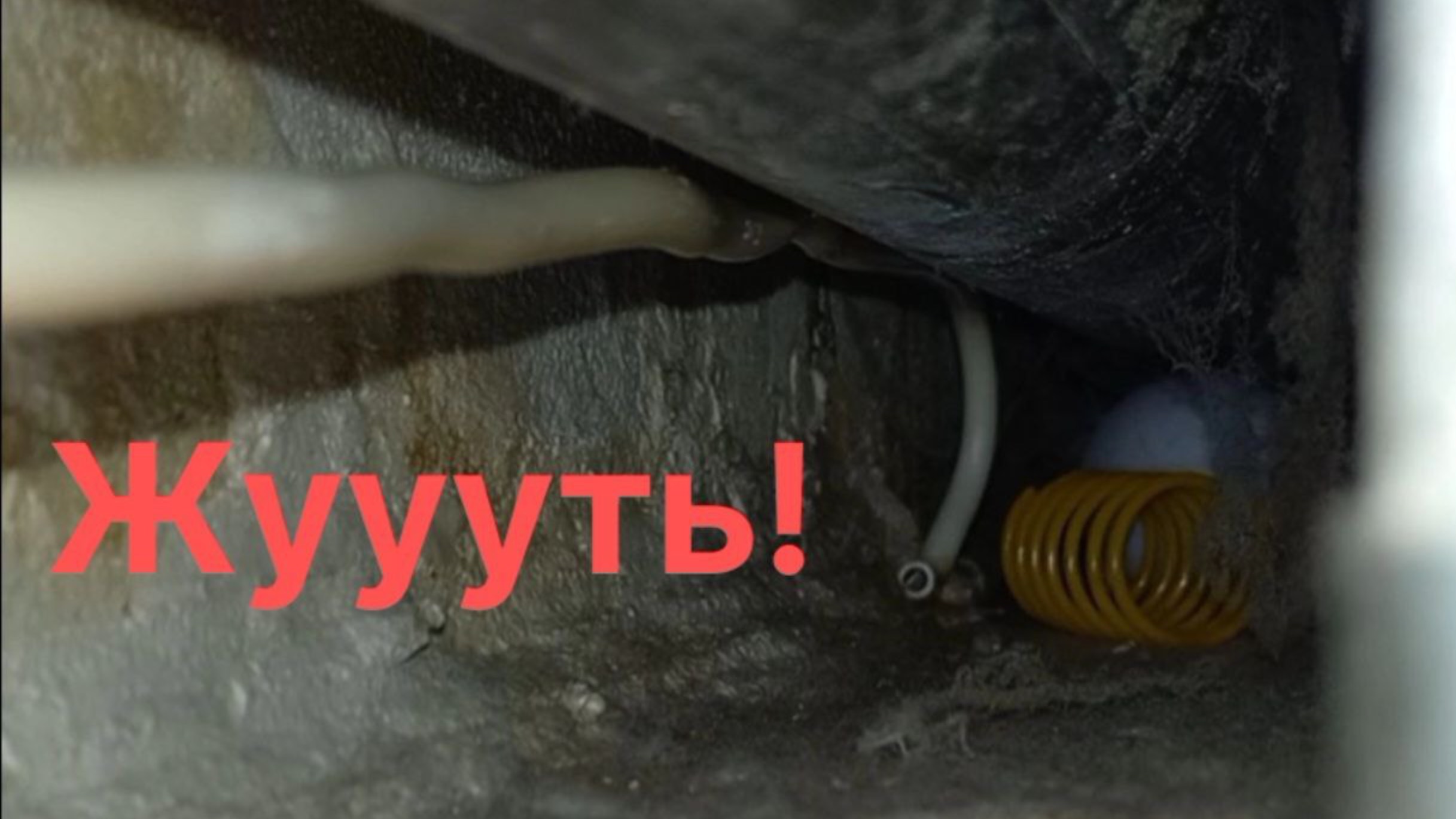 Квест  по кошачьему клондайку. 29 октября 2025 г.