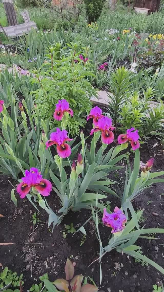 ирис арилбред (AB) SHIMMY SHAKE