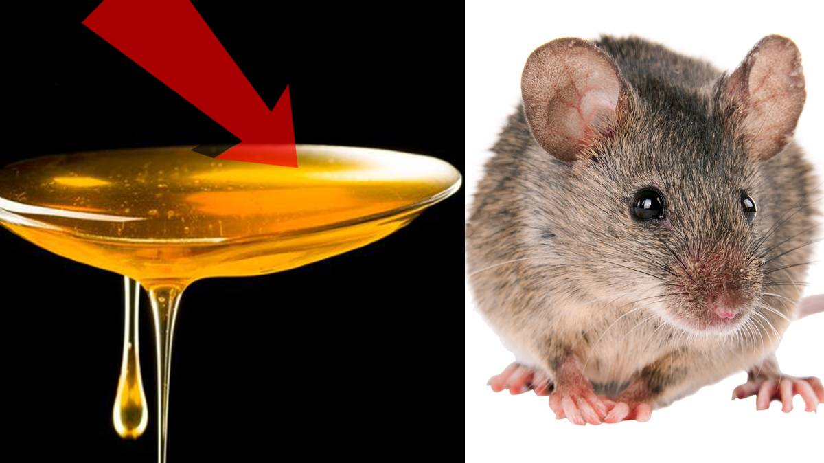 Как избавиться от мышей За 3 Секунды.!!!!!!...