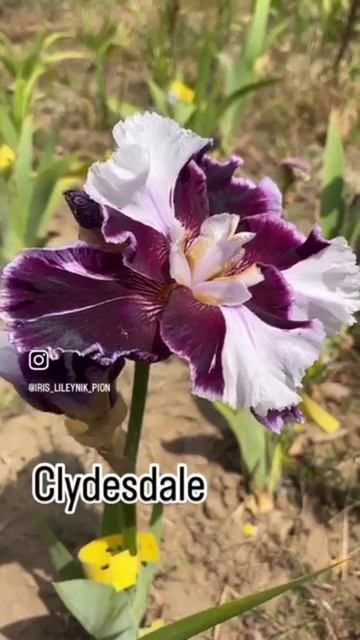 ирис шестифолый 'Clydesdale'
