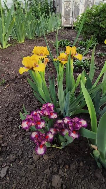 ирис миниатюрный (MDB) 'Circus Clown' (P. Black, 2024)