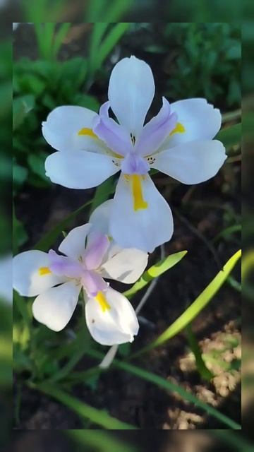 ирис Африканский - Dietes grandiflora (Диэтес грандифлора, Диетес крупноцветковый)