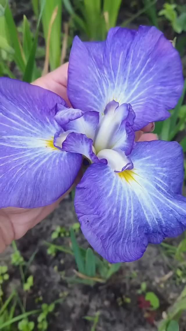 ирис японский 'Gusto'