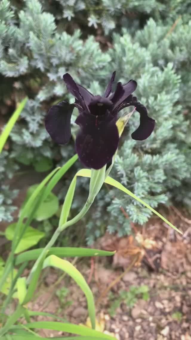 ирис золотисто-расписной 'Black Form'