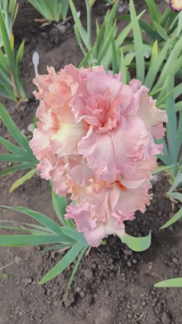 ирис шестифолый FINAL BOW (Последний поклон) (L. Miller, 2024)