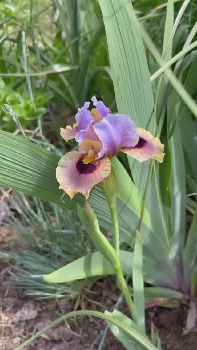 ирис арилбред (AB) 'Eye To Eye' (Keith Keppel, R. 2008)