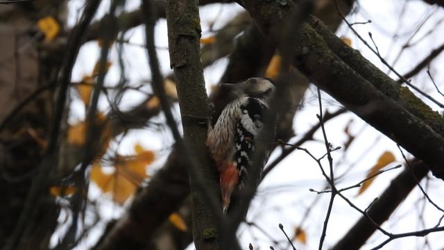 Белоспинный Дятел, наблюдение птиц в Великом Новгороде, 29 октября 2025