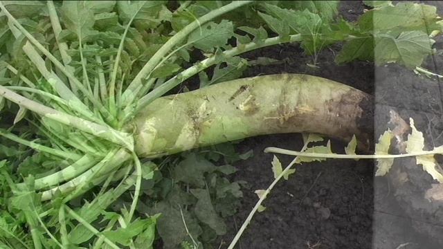 Дайкон МИНОВАСИ