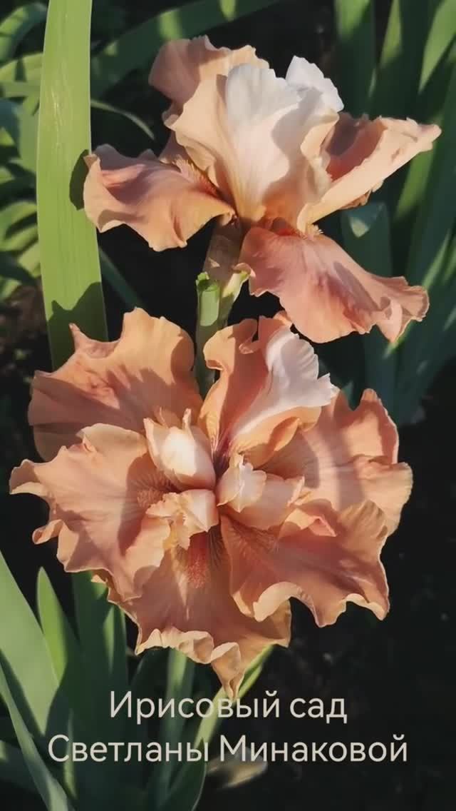 ирис шестифолый UNTAMED GLORY (Johnson, 2021)