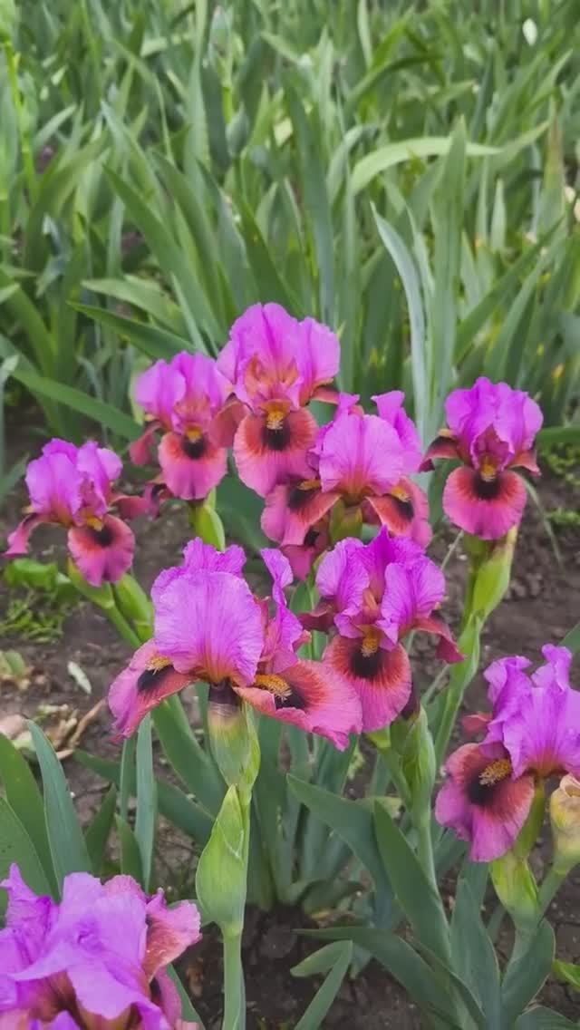 ирис арилбред (AB) 'Shimmy Shake' (T. Johnson, 2019)