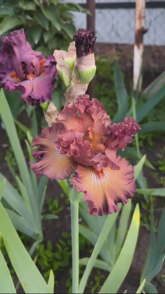 ирис бордюрный (BB) 'Thundery' (Barry Blyth, R. 2007)