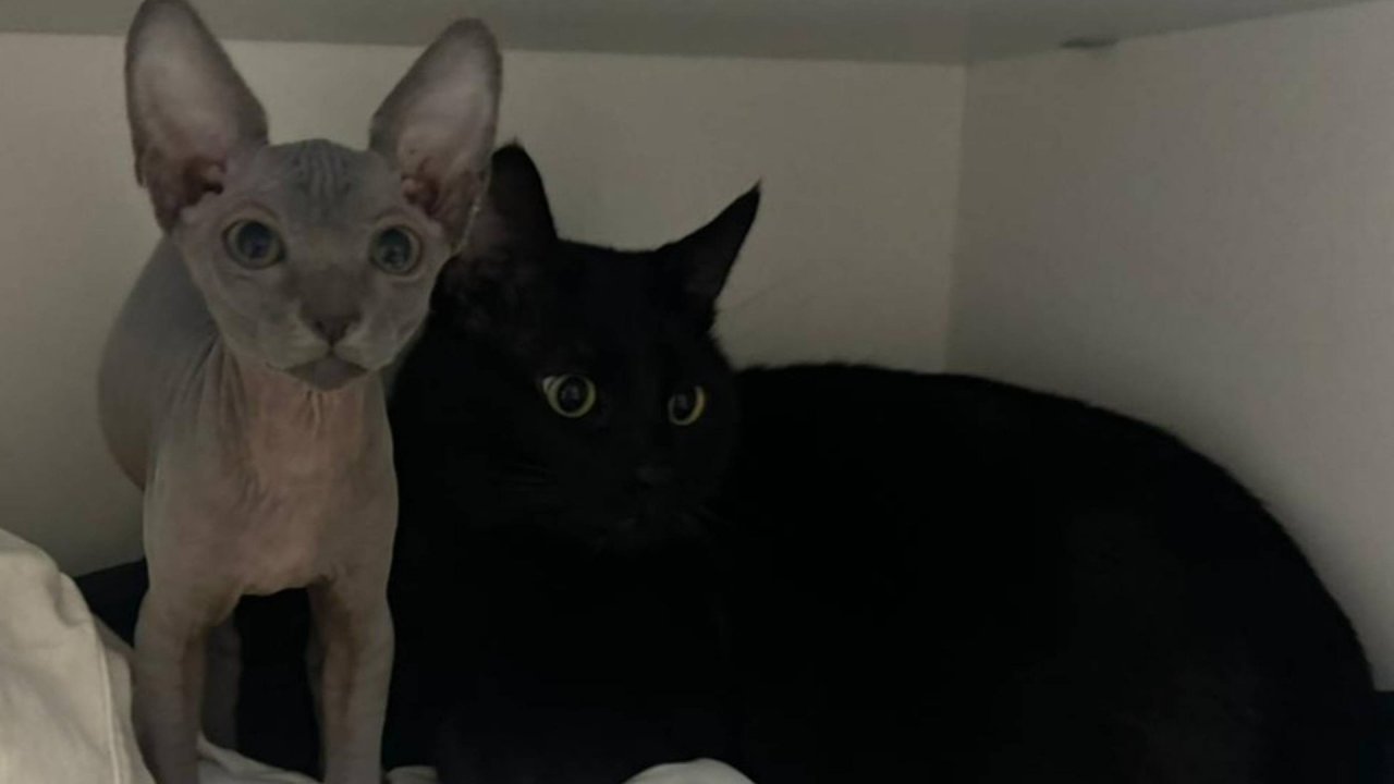 Канадский сфинкс - кошечка Мишель 🐈 и её Большой Брат.