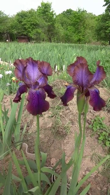 ирис регелиабред 'Afrosiab' (Афросиаб) (Adolf Volfovich-Moler, R. 1998)